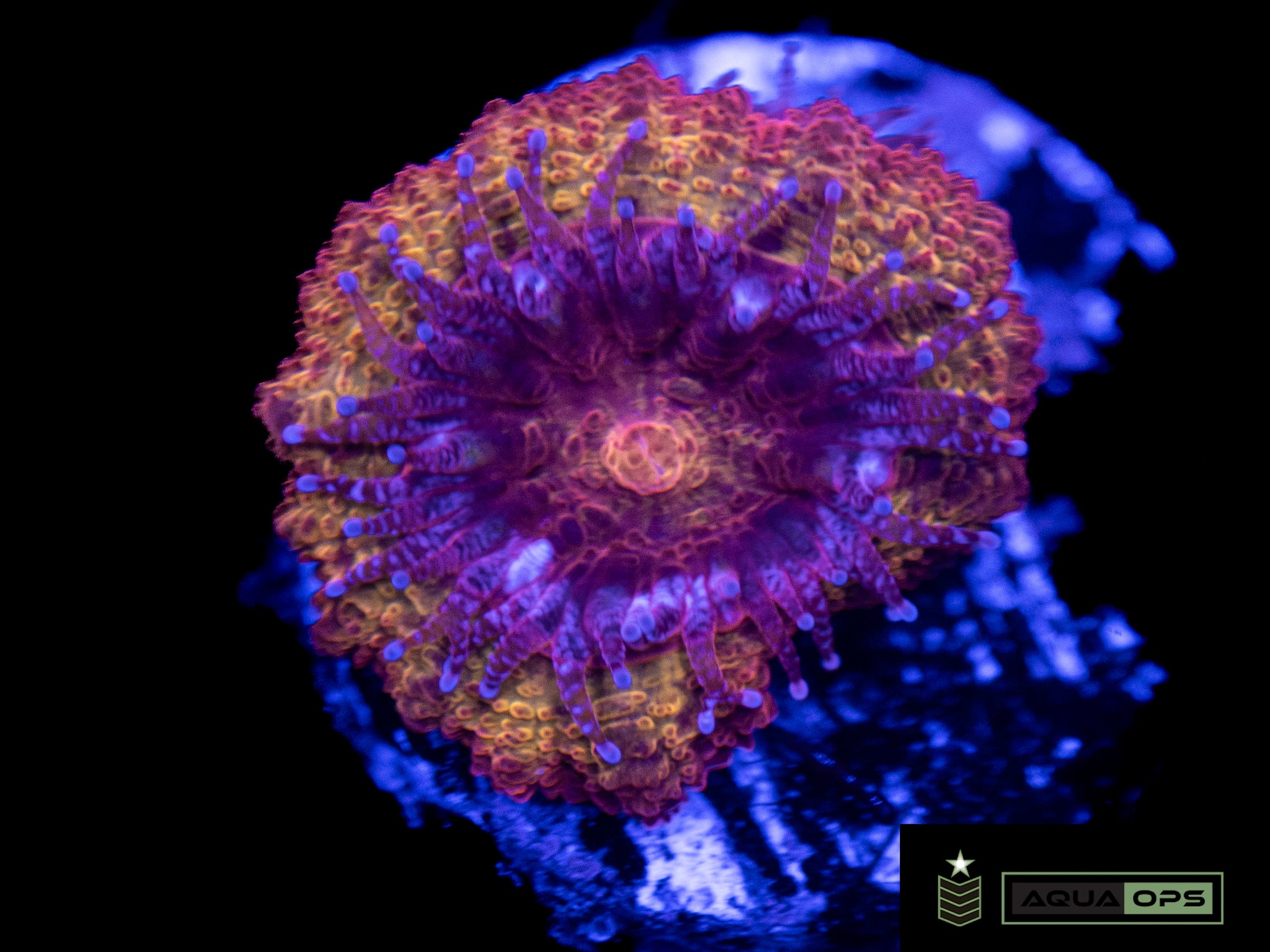 Iron Man Acan (WYSIWYG)