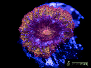 Iron Man Acan (WYSIWYG)