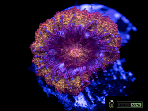 Iron Man Acan (WYSIWYG)