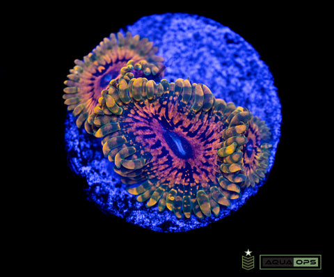 Grand Master Krakatoa Zoanthid (WYSIWYG)