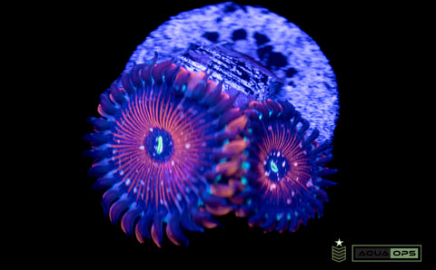 OG Salted Agave Zoanthids (WYSIWYG)