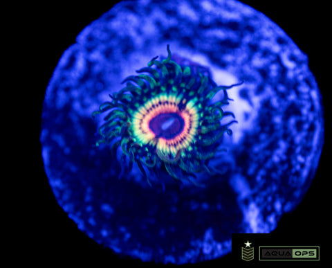 Little Shop Of Horror Zoanthid (WYSIWYG)