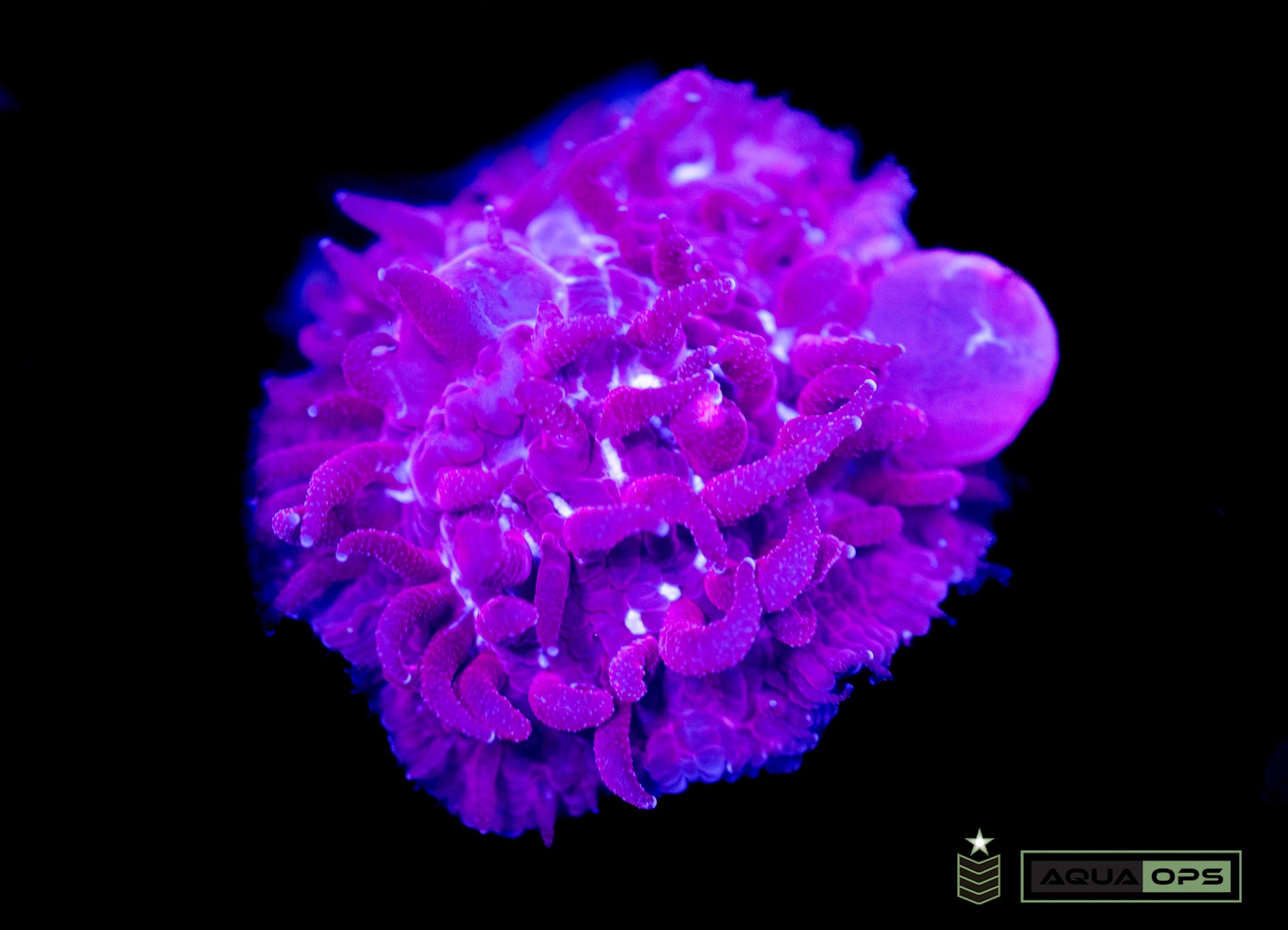 Bouncing Rare Red Diaseris Plate