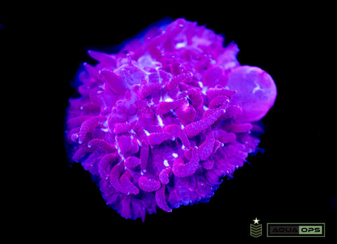 Bouncing Rare Red Diaseris Plate