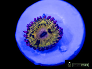 Lamma Smacks Zoanthid