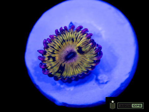Lamma Smacks Zoanthid