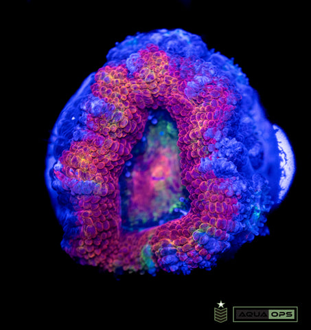 Rainbow Acan (WYSIWYG)