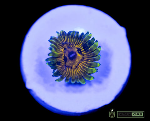 Big Bird Zoanthid
