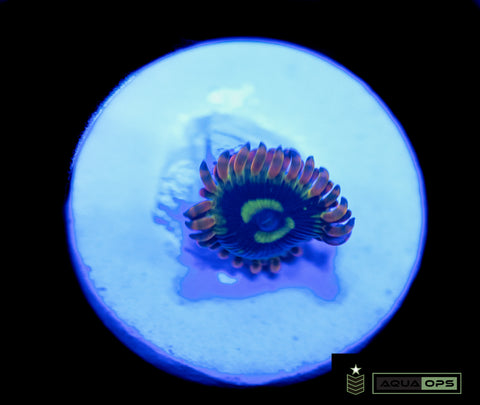 Rainbow Yoda Zoanthid - (WYSIWYG)
