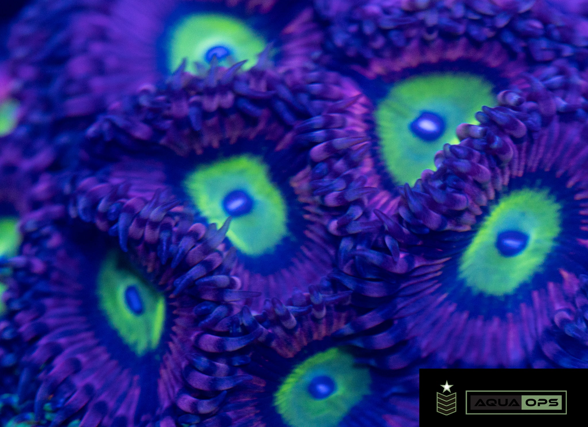 Pink Hippo Zoa
