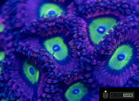 Pink Hippo Zoa