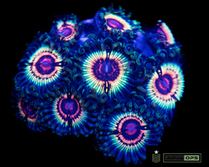 AO Rainblow Eclipse Zoa