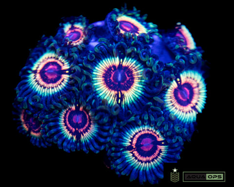 AO Rainblow Eclipse Zoa