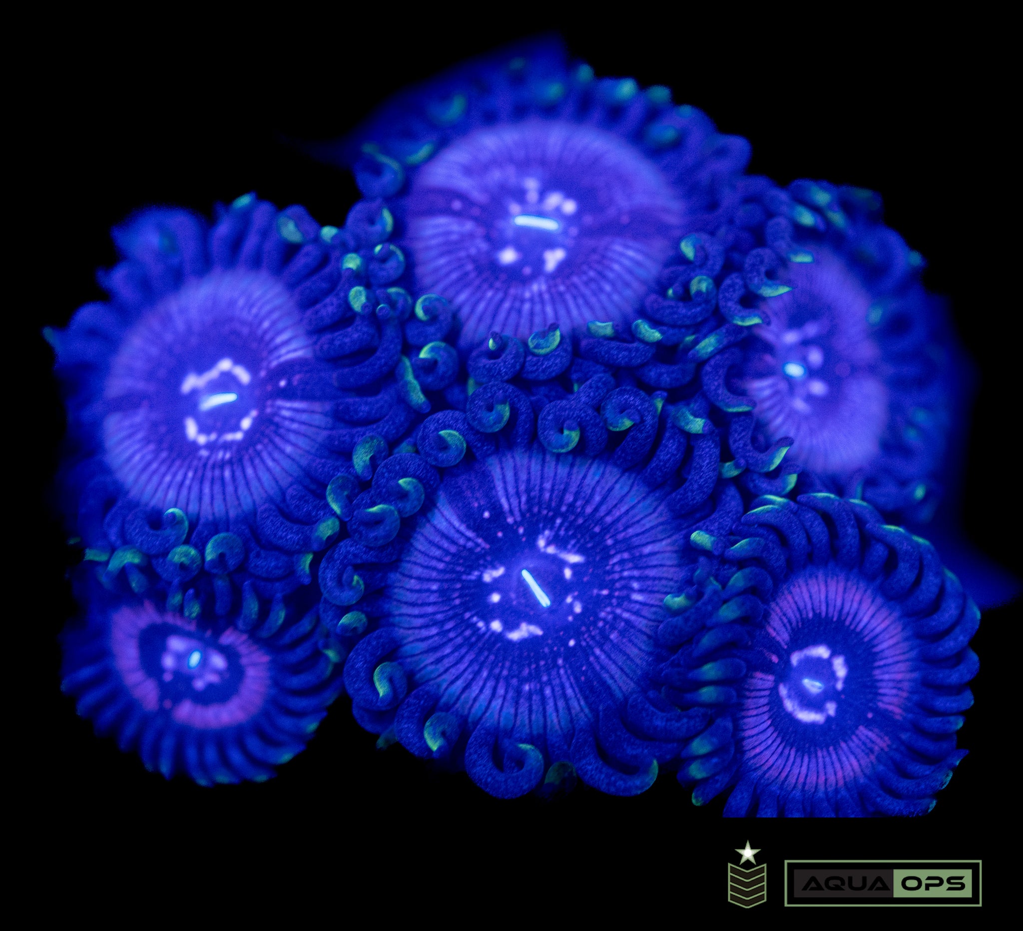 Black Orchid Zoa