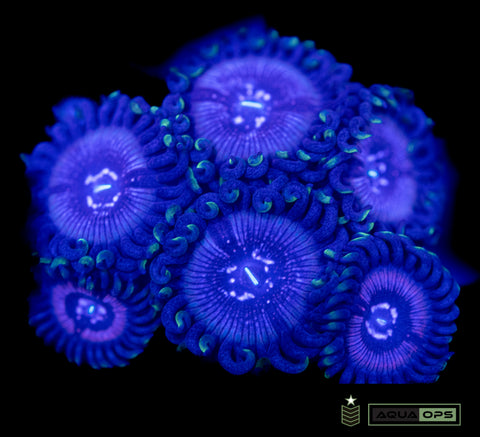 Black Orchid Zoa