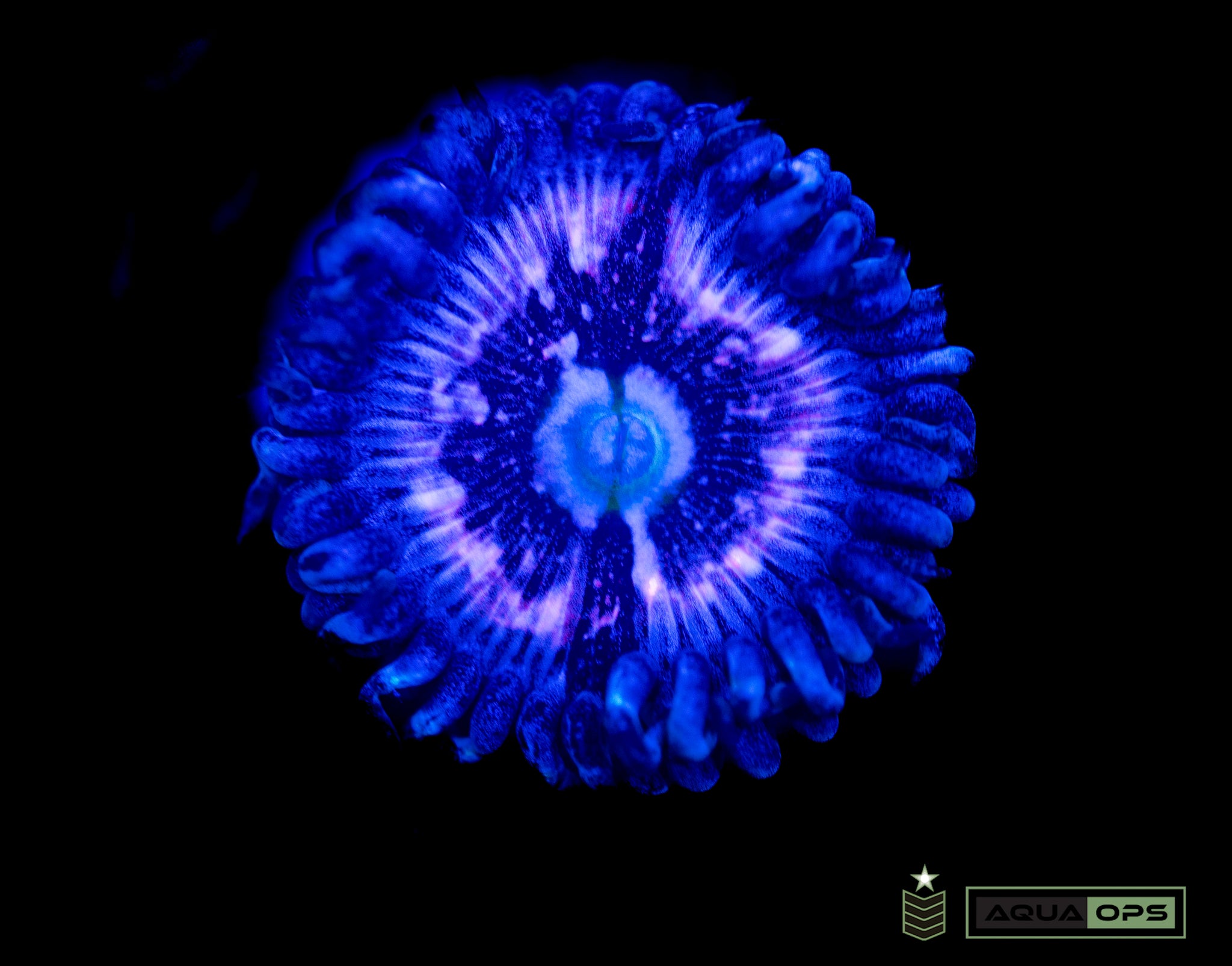 Pink Constellation Zoanthid - (WYSIWYG)