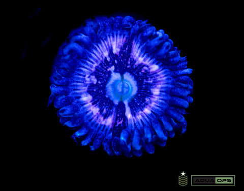 Pink Constellation Zoanthid - (WYSIWYG)