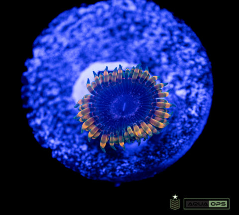 Acid Reflux Zoanthid (WYSIWYG)