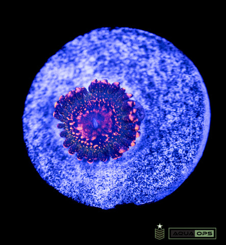 JF Azz Kraks Zoanthid (WYSIWYG)