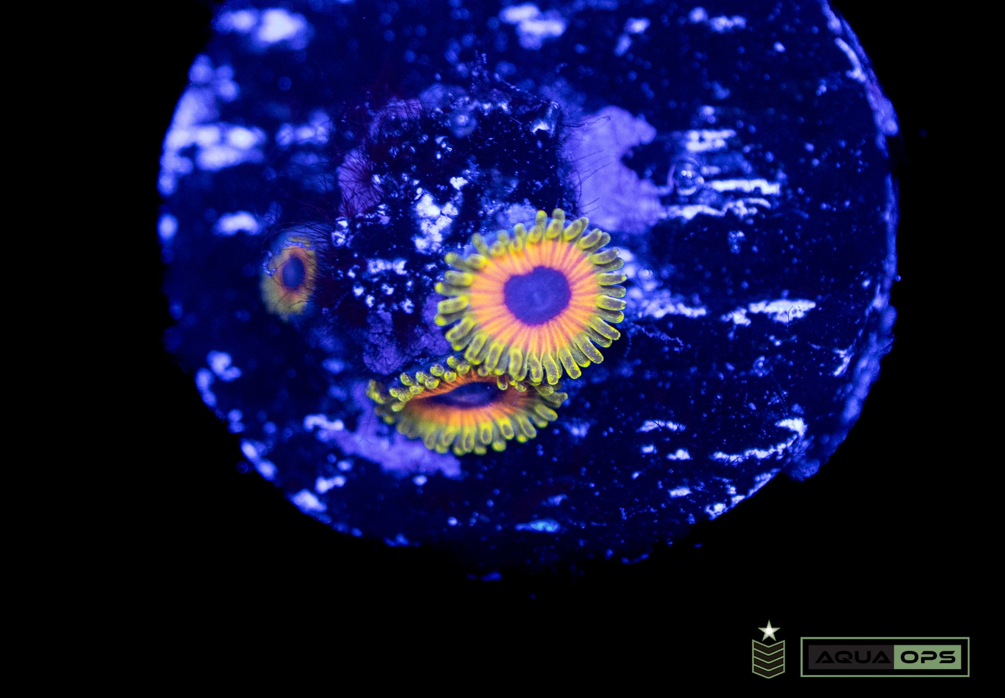 Great Owl Zoa (WYSIWYG)