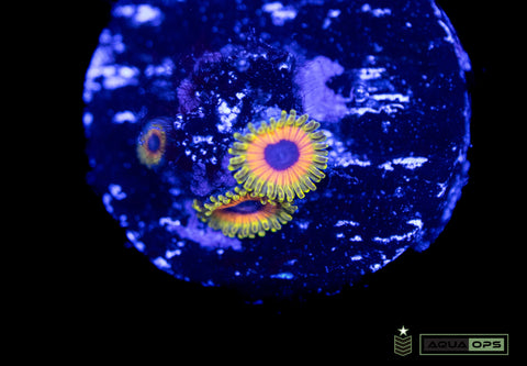 Great Owl Zoa (WYSIWYG)