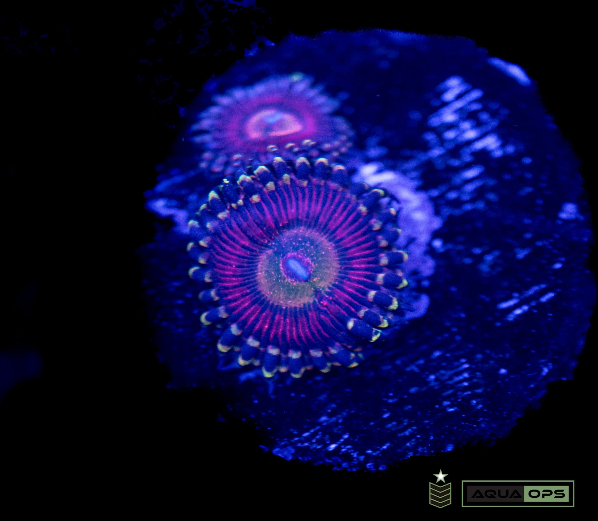 POX Princess Oxana Zoanthid (WYSIWYG)