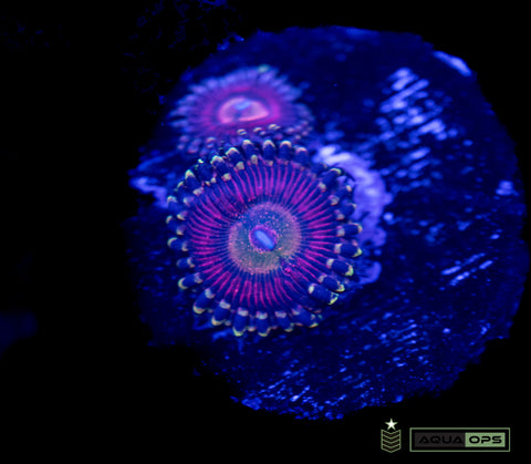 POX Princess Oxana Zoanthid (WYSIWYG)
