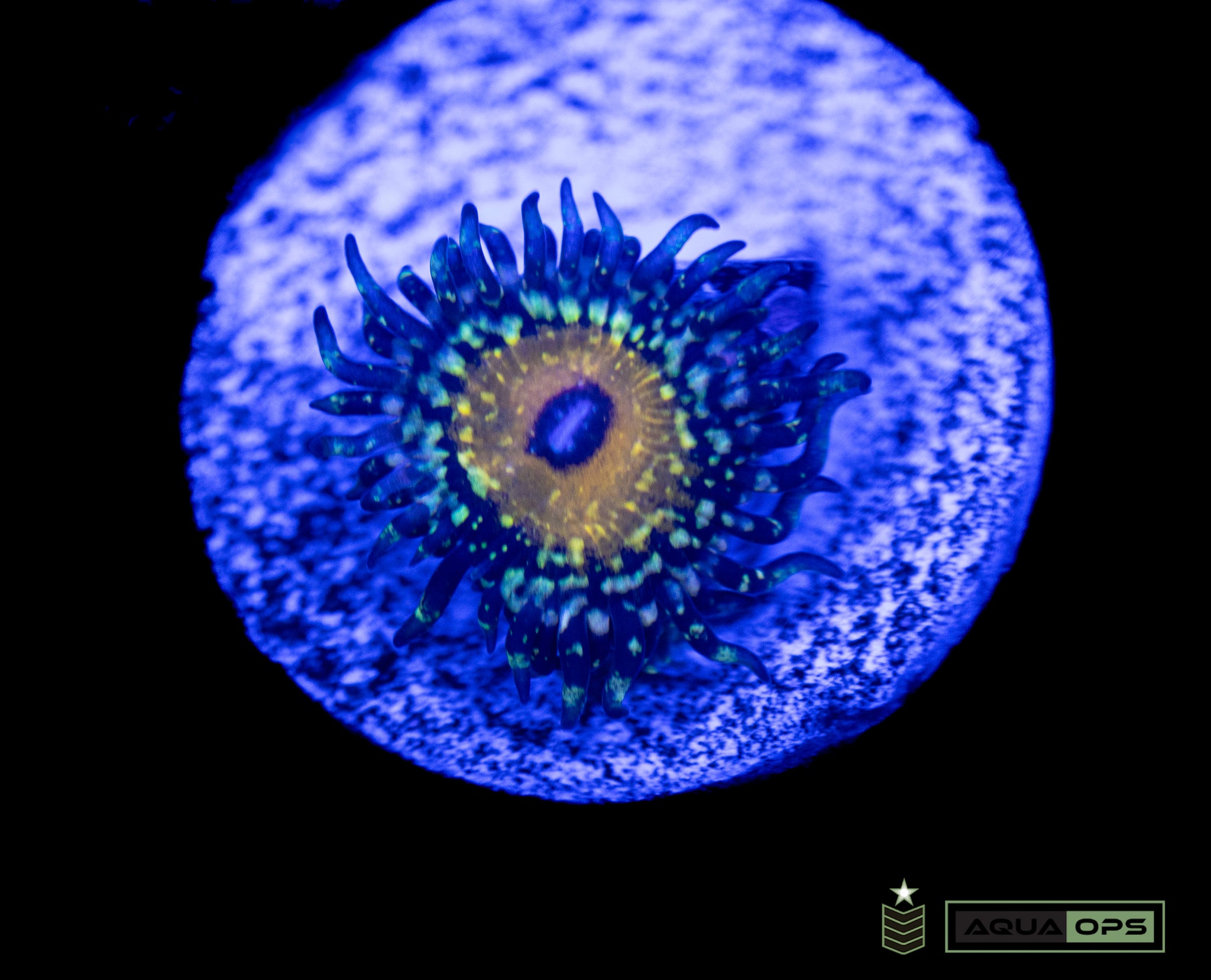 Godbeast Zoa (WYSIWYG)