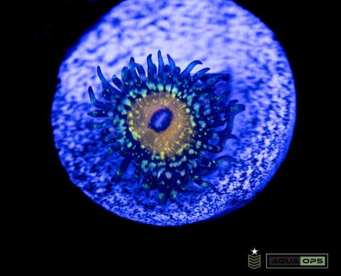 Godbeast Zoa (WYSIWYG)
