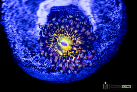 Grim Reaper Zoa