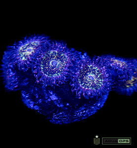Frankie Acid Trip Zoa