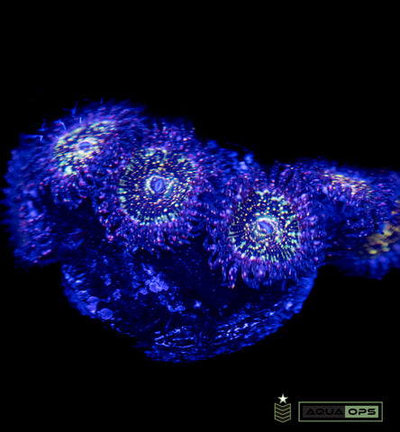 Frankie Acid Trip Zoa