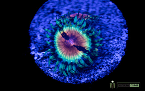 Jf Bloodshot Zoa (WYSIWYG)