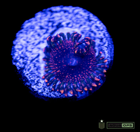 Emperor V2 Zoanthid (WYSIWYG)