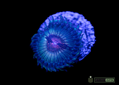Pirates Blood Zoa (WYSIWYG)