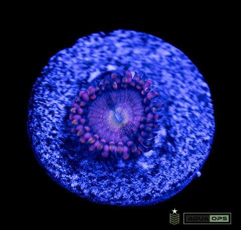 Golden Basket Taste the Rainbow Zoanthid (WYSIWYG)