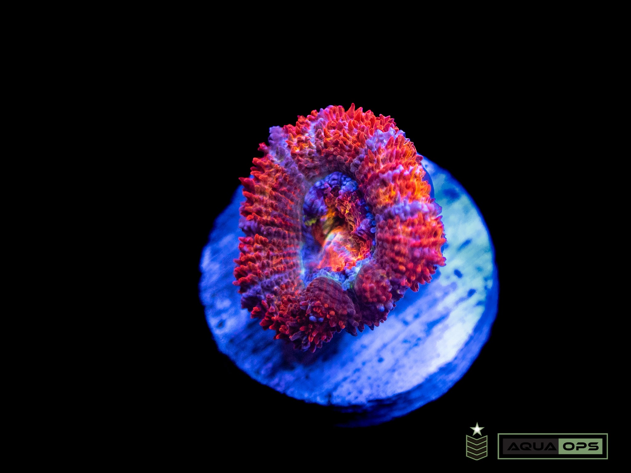 Rainbow Acan (WYSIWYG)