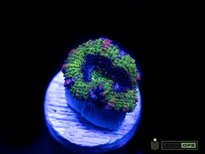 Ultra Acan (WYSIWYG)