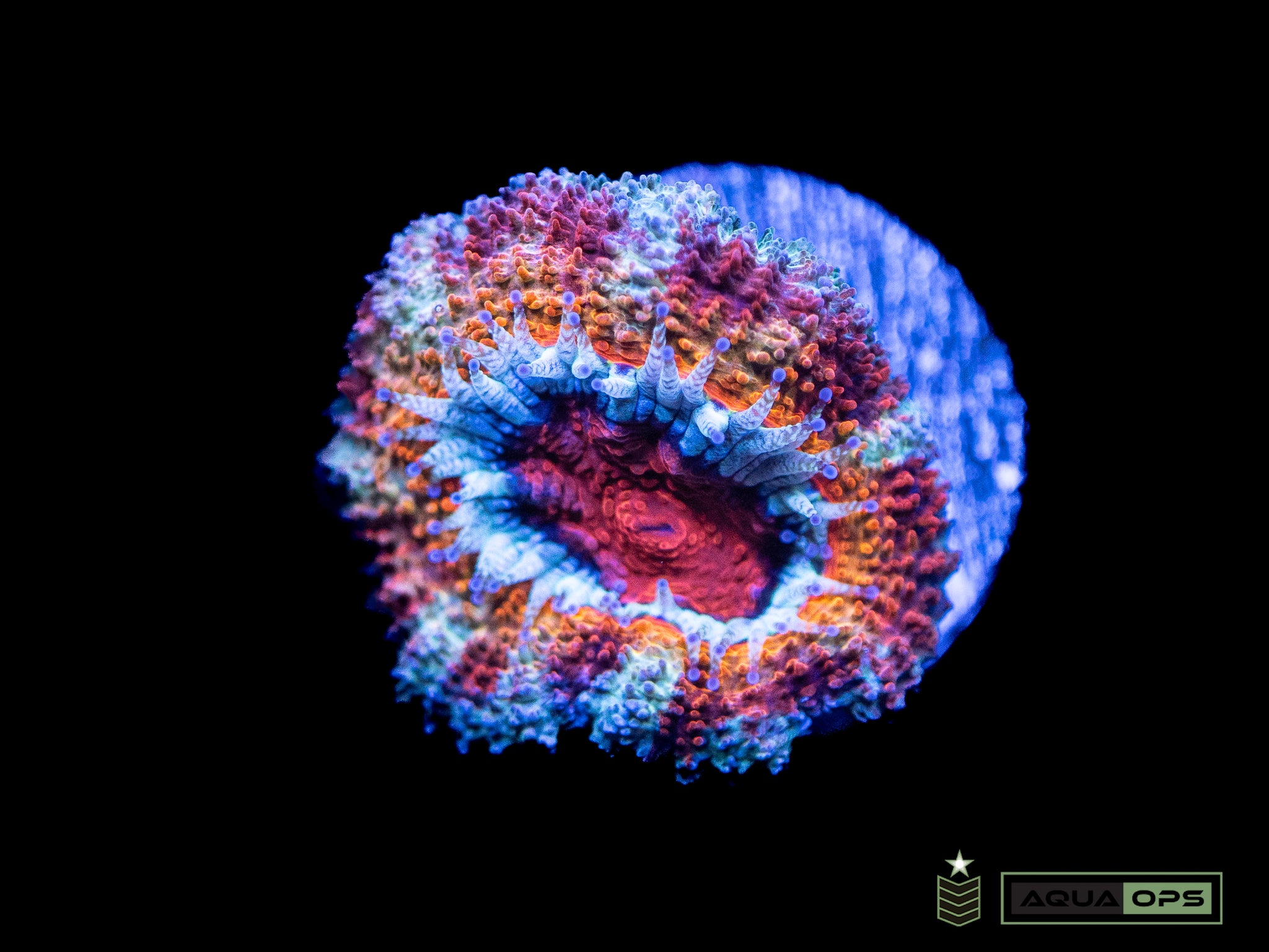 Ultra Acan (WYSIWYG)