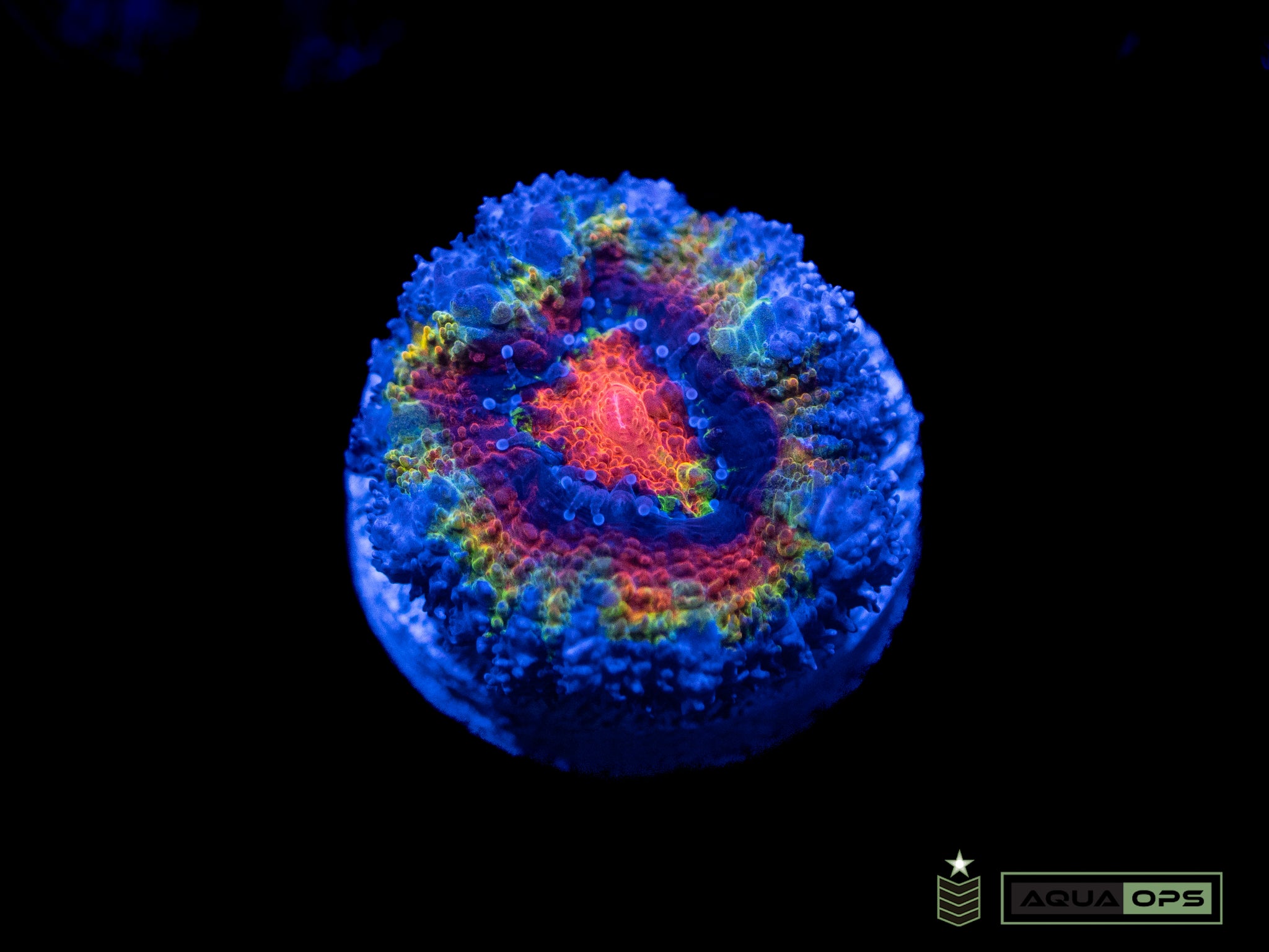 Rainbow Acan (WYSIWYG)