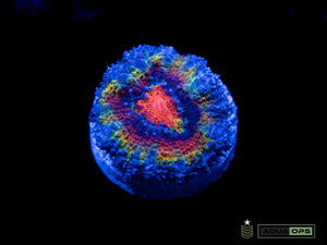 Rainbow Acan (WYSIWYG)