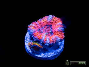 Rainbow Acan (WYSIWYG)