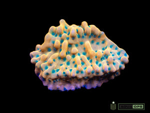 JF Beach Bum Montipora (WYSIWYG)