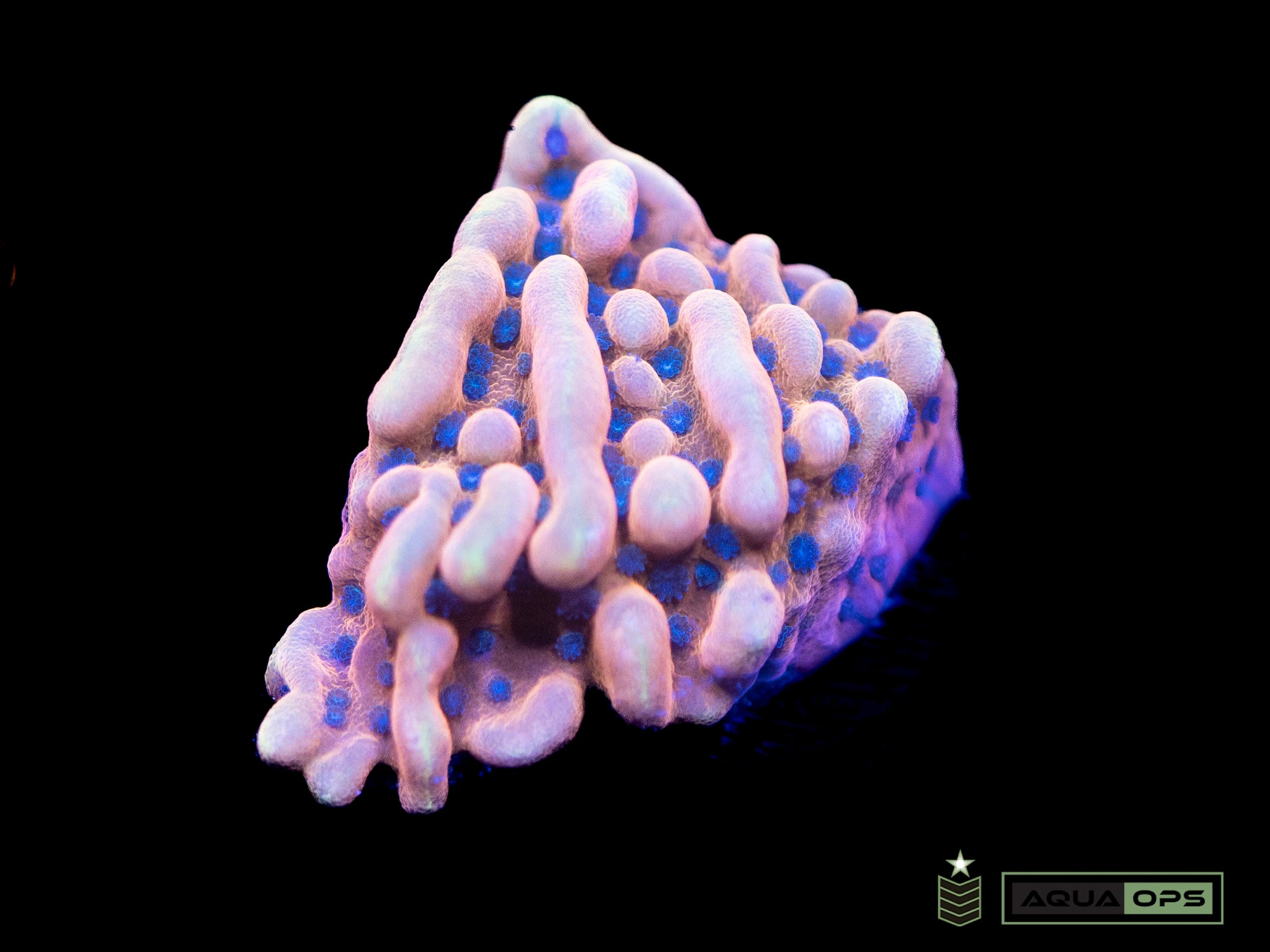 Flaming Phoenix  Montipora (WYSIWYG)