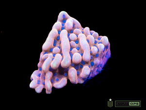 Flaming Phoenix  Montipora (WYSIWYG)