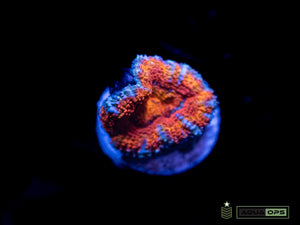 Ultra Acan (WYSIWYG)