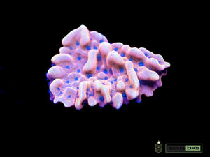 Flaming Phoenix  Montipora (WYSIWYG)