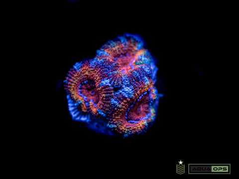 Rainbow Acan (WYSIWYG)