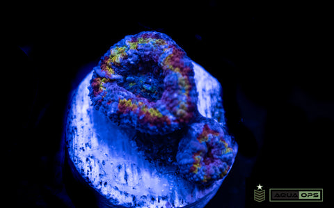 Rainbow Acan (WYSIWYG)