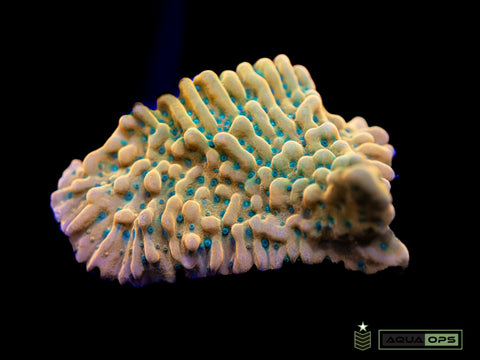 Large JF Beach Bum Montipora (WYSIWYG)